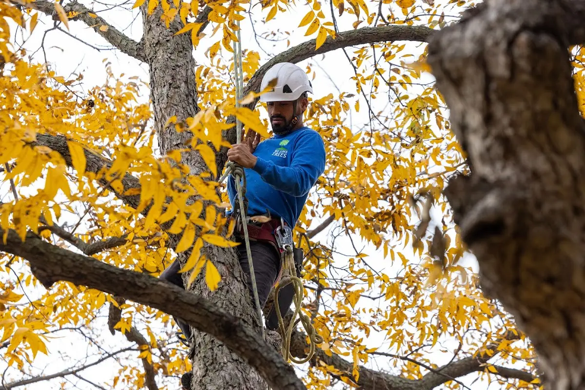 Skilled Dead Tree Removal crew working in Plainview